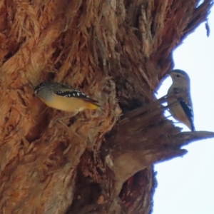 Pardalotus punctatus at Acton, ACT - 1 Mar 2021