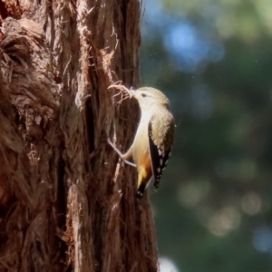 Pardalotus punctatus at Acton, ACT - 1 Mar 2021