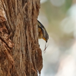 Pardalotus punctatus at Acton, ACT - 1 Mar 2021