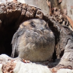 Aegotheles cristatus (Australian Owlet-nightjar) at Acton, ACT - 28 Feb 2021 by RodDeb