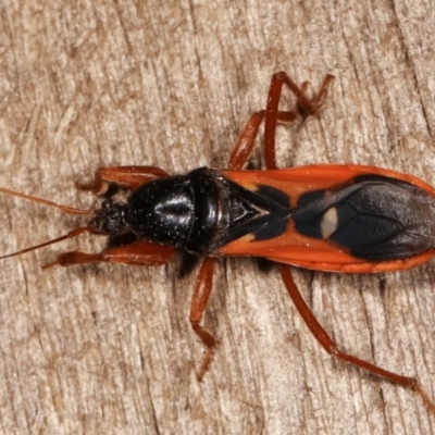 Ectomocoris sp. (genus) (A ground assassin bug) at Melba, ACT - 20 Feb 2021 by kasiaaus