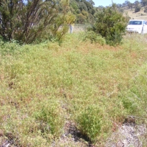 Euphorbia davidii at Kenny, ACT - 2 Mar 2021