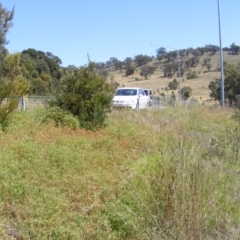 Euphorbia davidii at Kenny, ACT - 2 Mar 2021