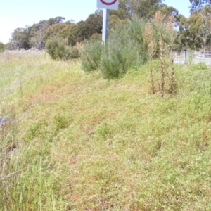 Euphorbia davidii at Kenny, ACT - 2 Mar 2021 01:12 PM