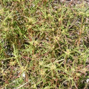 Euphorbia davidii at Kenny, ACT - 2 Mar 2021 01:12 PM