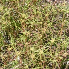 Euphorbia davidii at Kenny, ACT - 2 Mar 2021