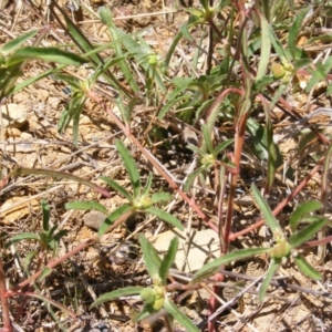 Euphorbia davidii at Kenny, ACT - 2 Mar 2021