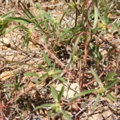 Euphorbia davidii at Forde, ACT - 2 Mar 2021