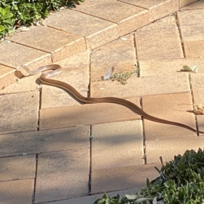 Pseudonaja textilis (Eastern Brown Snake) at Conder, ACT - 1 Mar 2021 by AusSeaSteph