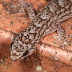 Christinus marmoratus (Southern Marbled Gecko) at Melba, ACT - 20 Feb 2021 by kasiaaus