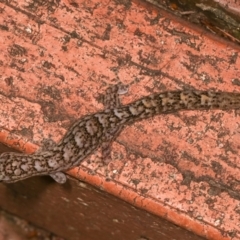 Christinus marmoratus at Melba, ACT - 20 Feb 2021