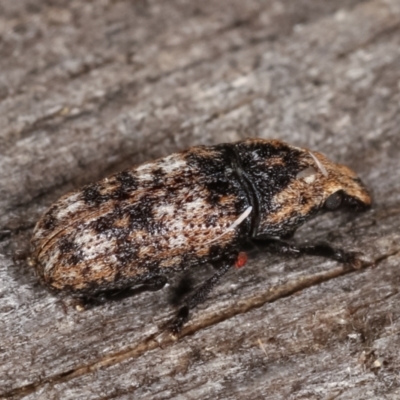 Taburnus breviceps (Fungus weevil) at Melba, ACT - 20 Feb 2021 by kasiaaus