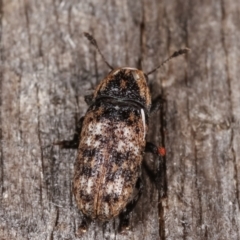 Taburnus breviceps at Melba, ACT - 20 Feb 2021 11:36 PM