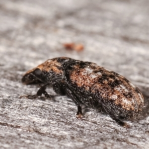 Taburnus breviceps at Melba, ACT - 20 Feb 2021 11:36 PM