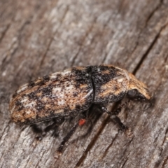 Taburnus breviceps at Melba, ACT - 20 Feb 2021 11:36 PM