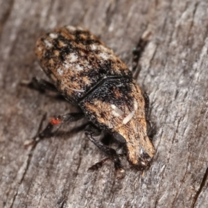 Taburnus breviceps at Melba, ACT - 20 Feb 2021 11:36 PM