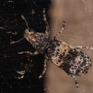 Dendropemon subfasciatus at Melba, ACT - 20 Feb 2021 11:44 PM