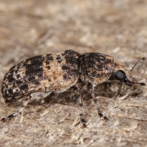 Dendropemon subfasciatus at Melba, ACT - 20 Feb 2021 11:44 PM