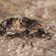 Dendropemon subfasciatus at Melba, ACT - 20 Feb 2021 11:44 PM