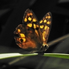 Heteronympha paradelpha (Spotted Brown) at ANBG - 1 Mar 2021 by JohnBundock