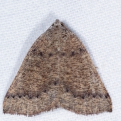Amelora undescribed species (A Geometrid moth (Ennominae)) at Melba, ACT - 20 Feb 2021 by kasiaaus