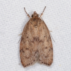 Heliocausta undescribed species (A Concealer moth (Wingia group)) at Melba, ACT - 20 Feb 2021 by kasiaaus