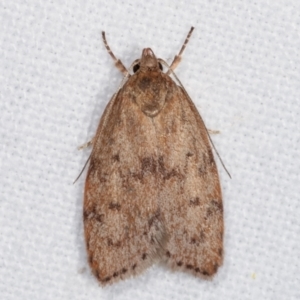 Heliocausta undescribed species at Melba, ACT - 20 Feb 2021 11:38 PM