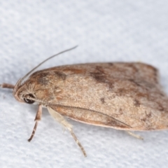 Heliocausta undescribed species at Melba, ACT - 20 Feb 2021 11:38 PM