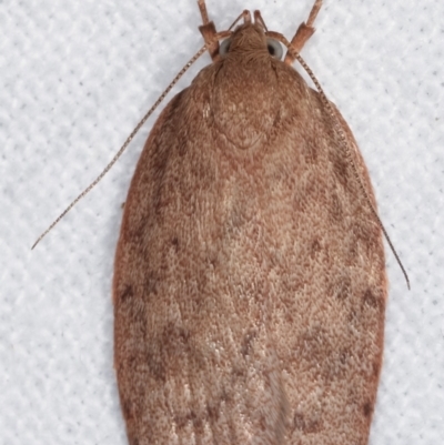 Garrha repandula (a Concealer Moth) at Melba, ACT - 20 Feb 2021 by kasiaaus