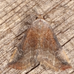 Mataeomera coccophaga (Brown Scale-moth) at Melba, ACT - 20 Feb 2021 by kasiaaus