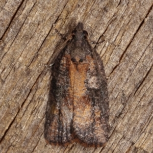 Thrincophora inconcisana at Melba, ACT - 20 Feb 2021