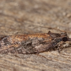 Thrincophora inconcisana at Melba, ACT - 20 Feb 2021