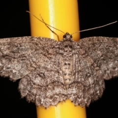 Ectropis fractaria (Ringed Bark Moth) at Melba, ACT - 20 Feb 2021 by kasiaaus
