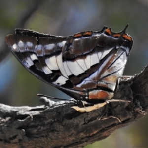 Charaxes sempronius at Downer, ACT - 1 Mar 2021