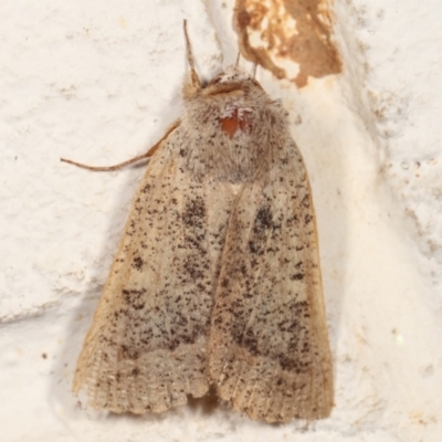 Pantydia sparsa (Noctuid Moth) at Melba, ACT - 21 Feb 2021 by kasiaaus