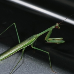 Pseudomantis albofimbriata at Melba, ACT - 21 Feb 2021