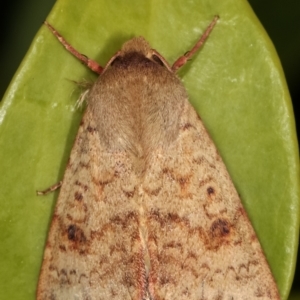 Helicoverpa armigera at Melba, ACT - 21 Feb 2021 10:34 PM