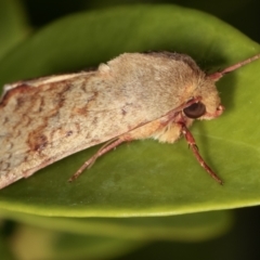 Helicoverpa armigera at Melba, ACT - 21 Feb 2021 10:34 PM