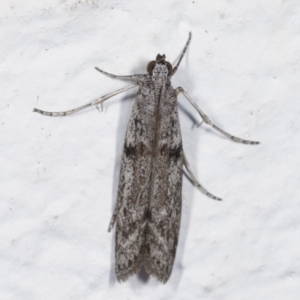 Homoeosoma vagella at Melba, ACT - 21 Feb 2021 10:38 PM
