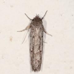 Oecophoridae (family) (Unidentified Oecophorid concealer moth) at Melba, ACT - 21 Feb 2021 by kasiaaus