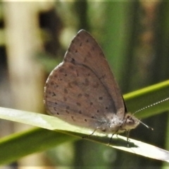 Erina hyacinthina (Varied Dusky-blue) at Black Mountain - 1 Mar 2021 by JohnBundock