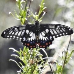 Papilio anactus (Dainty Swallowtail) at Majura, ACT - 1 Mar 2021 by JohnBundock