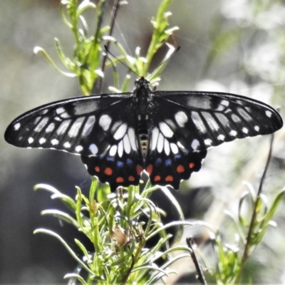 Papilio anactus (Dainty Swallowtail) at Mount Ainslie - 1 Mar 2021 by JohnBundock