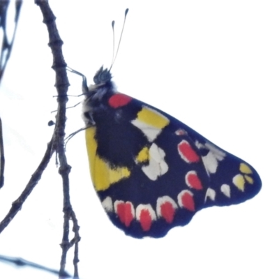 Delias aganippe (Spotted Jezebel) at Majura, ACT - 1 Mar 2021 by JohnBundock