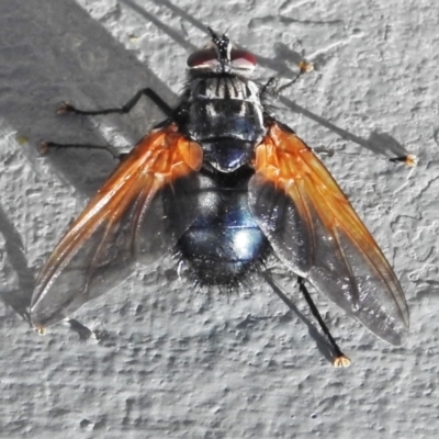 Chetogaster violacea/viridis (complex) (Bristle Fly) at Mount Ainslie - 1 Mar 2021 by JohnBundock