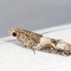 Crocidosema plebejana (Cotton Tipworm Moth) at Melba, ACT - 21 Feb 2021 by kasiaaus