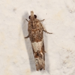 Crocidosema plebejana at Melba, ACT - 21 Feb 2021 10:40 PM