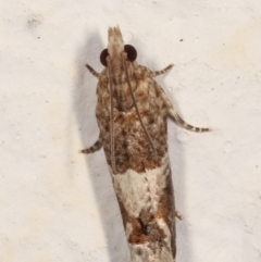 Crocidosema plebejana at Melba, ACT - 21 Feb 2021 10:40 PM