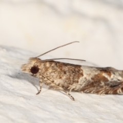 Crocidosema plebejana at Melba, ACT - 21 Feb 2021 10:40 PM