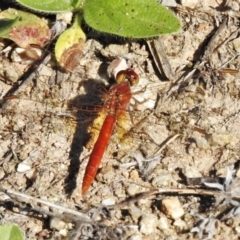 Diplacodes haematodes (Scarlet Percher) at Coree, ACT - 1 Mar 2021 by JohnBundock